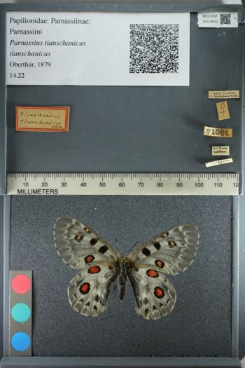 Media type: image;   Entomology 174810